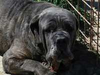 grey cane corso